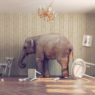 ElephantInTheRoom