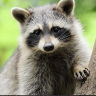 Mr.Racoon