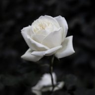 whiter0se