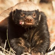 SEOHoneyBadger