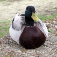 Sitting duck
