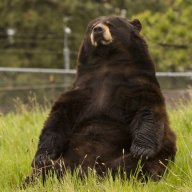 BouncyBear