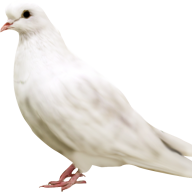 Rechustu