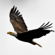 Northern Eagle