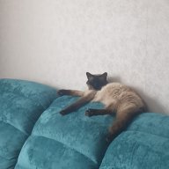 niyazova