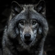 digitalwolf