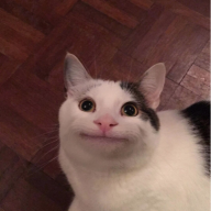 rex48