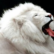white lion