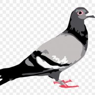 ppiiggeeoonn