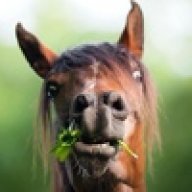 MadHorse