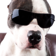 DogNamedRottles