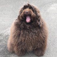 Monsterdog