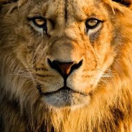 kingofjungle