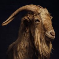 cabro