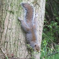 treehugz