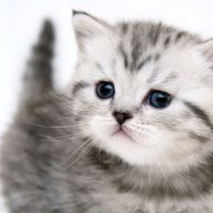 Fedlanda
