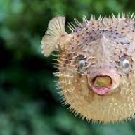 affableblowfish