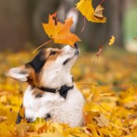 iloveautumn