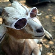 DieGOAT