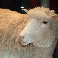 dollysheep