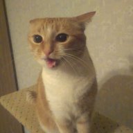 maycat27