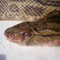 Rud65kinson