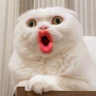 bjrkg