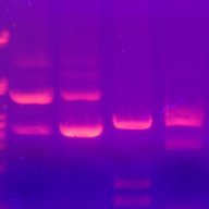 biogram