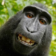 monkeyseo