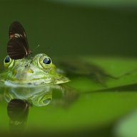 turtleswanpig