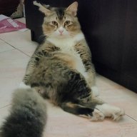 Tabby Kj