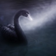 Cisne Negro