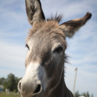 Donkeychen