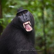 blackmonkey