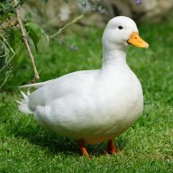 bigduck