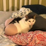 Meowlie