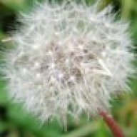 digueme