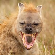 hyena911
