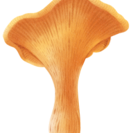 chanterellemushrooms