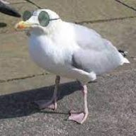 Bird.