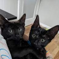 BatCats