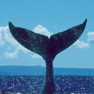 BlueWhale27