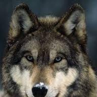 wolfsilver