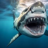 Bigshark1