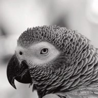 parrot00