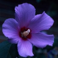 roseofsharonrosegirl