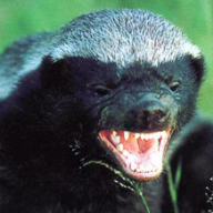 MelliCapensis