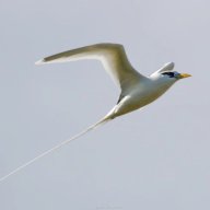 Flying_eagle