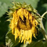 SunFlowerIsLow