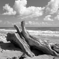 Drift_wood